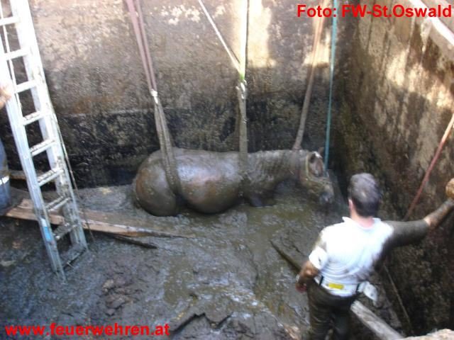 FF St. Oswald: Pferd in Jauchengrube