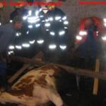 FF St. Oswald b. P.: Kuh steckt mit Hinterteil im Schwemmkanal