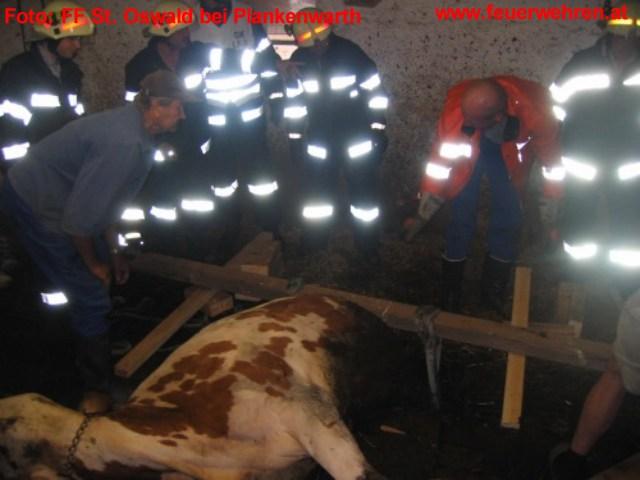 FF St. Oswald b. P.: Kuh steckt mit Hinterteil im Schwemmkanal