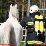 Einsatzübung der Rettungsorganisationen mit Pferden