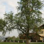 FF Ohlsdorf: Flugdrachen im Baum