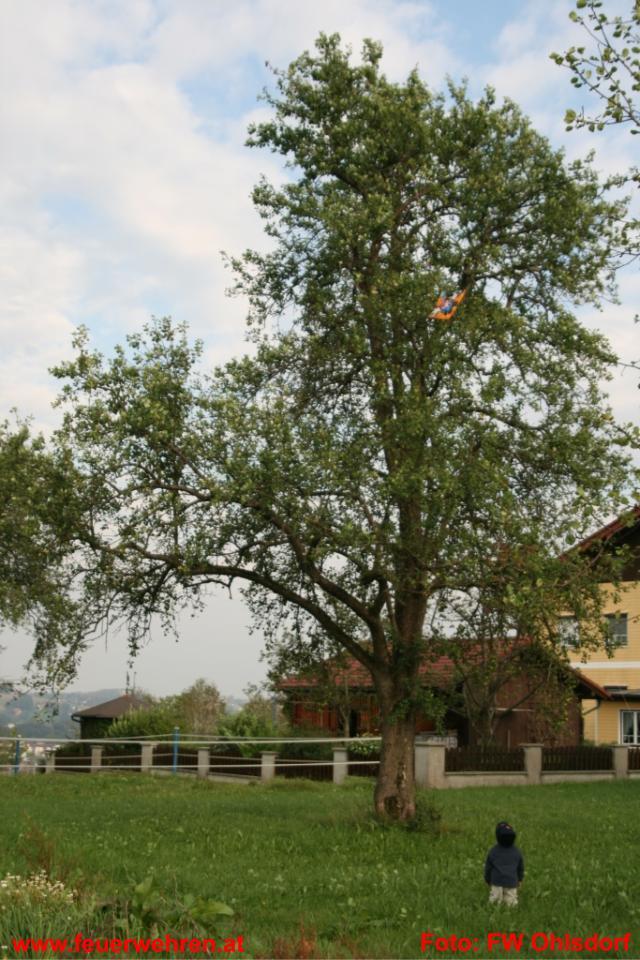 FF Ohlsdorf: Flugdrachen im Baum