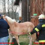 Einsatzübung Brand mit verletzten Pferden