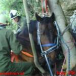 Spektakuläre Tierrettung in Ohlsdorf – Pferd stürzte in die Traun