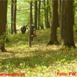 Ohlsdorfer FW-Männer als "Rodeos" im tierischen Einsatz