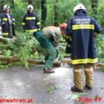 Sturmschaden - Baum nach Blitzschlag quer über Fahrbahn