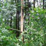 Sturmschaden - Baum nach Blitzschlag quer über Fahrbahn