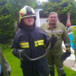 Ringelnatter im Garten – Feuerwehr fing diese ein