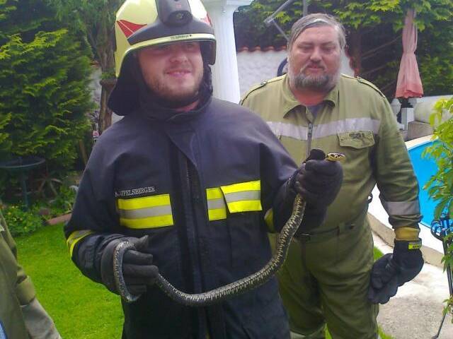 Ringelnatter im Garten – Feuerwehr fing diese ein