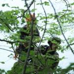 Paragleiter abgestürzt - Einsatzübung in den Traunauen mit der Bergrettung