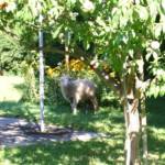 Tierrettung in Eibiswald – Feuerwehr fängt Schaf