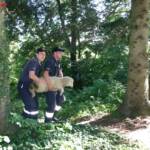 Tierrettung in Eibiswald – Feuerwehr fängt Schaf