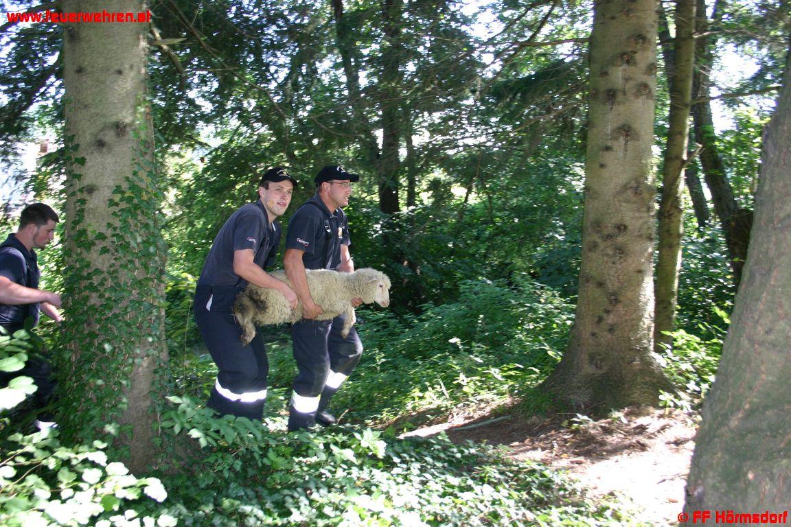 Tierrettung in Eibiswald – Feuerwehr fängt Schaf