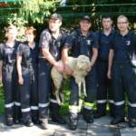 Tierrettung in Eibiswald – Feuerwehr fängt Schaf