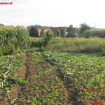 Verkehrsunfall in Aichegg fordert Hubschraubereinsatz