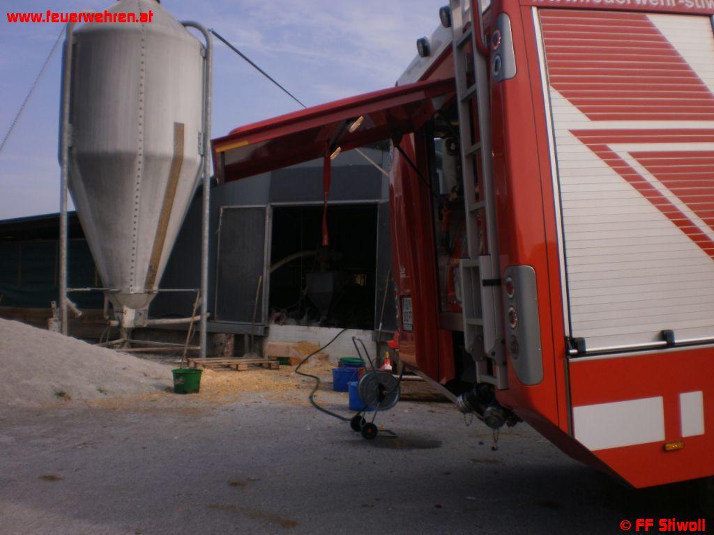 FF Stiwoll rettete 1000 Puten vor dem Tod