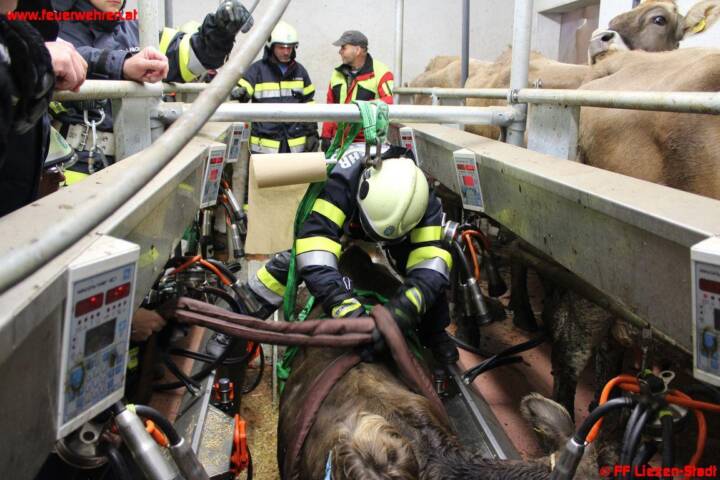 Tierrettung in Liezen