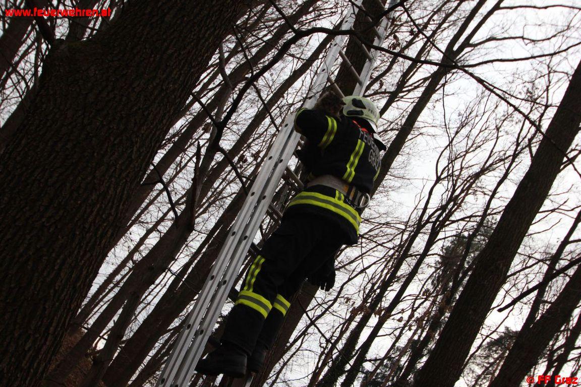 Katze vom Baum gerettet