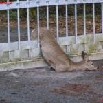 Tierrettung in Braunau