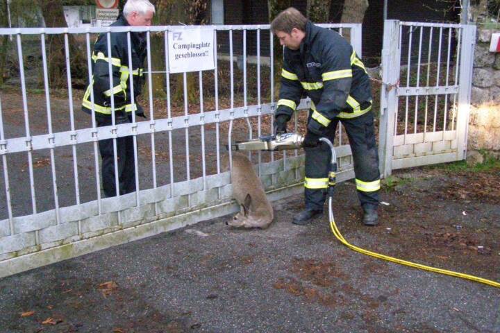 FF Braunau: Tierrettung in Braunau