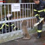 Tierrettung in Braunau