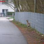 Tierrettung in Braunau