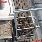 Vogelnest auf Turmdrehkran