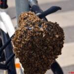 BF Wien: Königin am Fahrrad