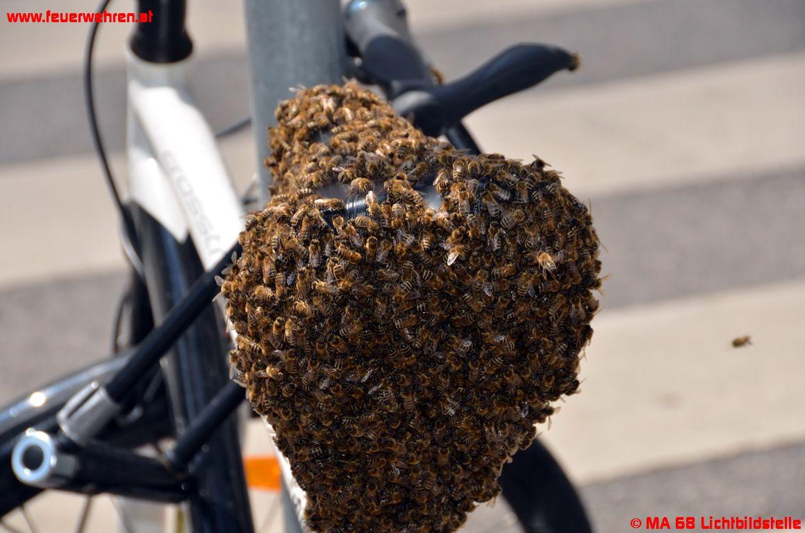 BF Wien: Königin am Fahrrad