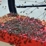 MA 68 Lichtbildstelle