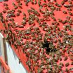 MA 68 Lichtbildstelle