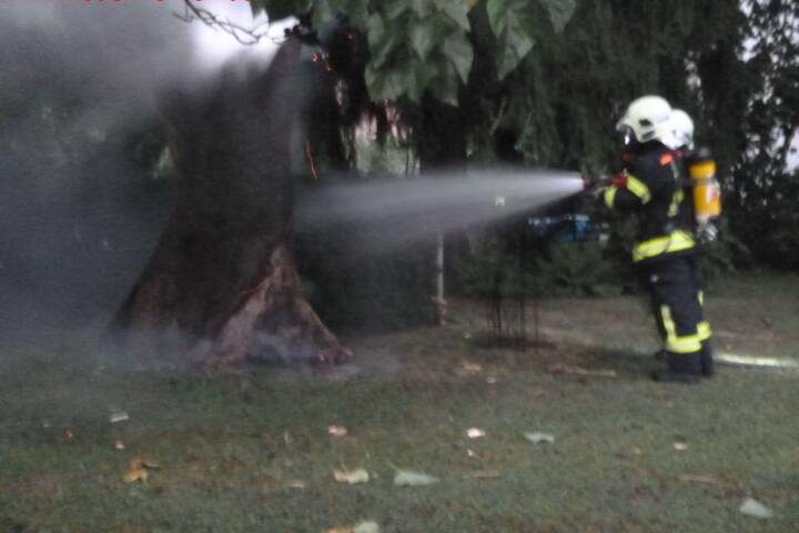 FF Graz: Brand eines Baumes