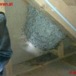 FF Ohlsdorf: Großes Wespennest in Ohlsdorf