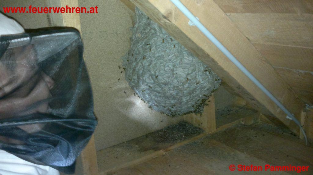 FF Ohlsdorf: Großes Wespennest in Ohlsdorf