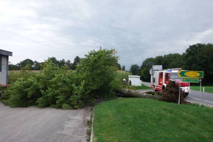 FF Weistrach: Sturmschaden – große Buche entwurzelt