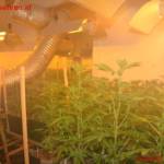 Wasser tropft aus Großstadtplantage