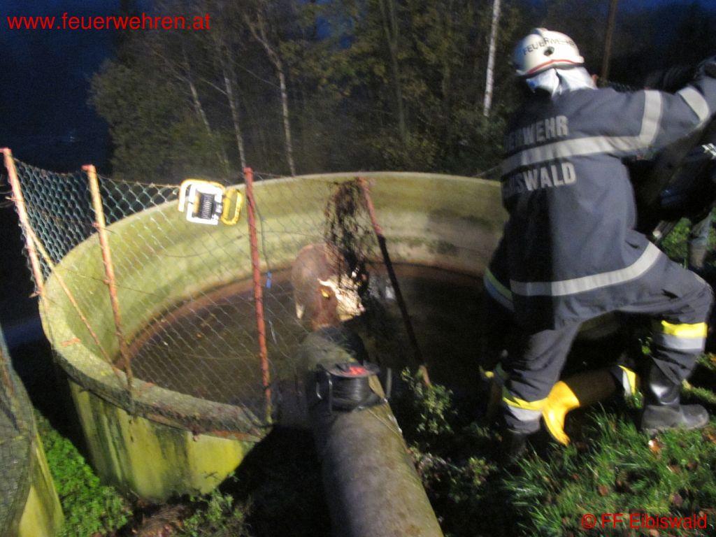 BFVDL: Zwei Tierrettungen in Aibl an einem Tag