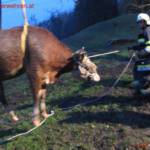 Zwei Tierrettungen in Aibl an einem Tag