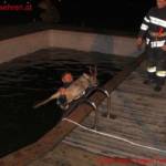 Zwei Tierrettungen in Aibl an einem Tag