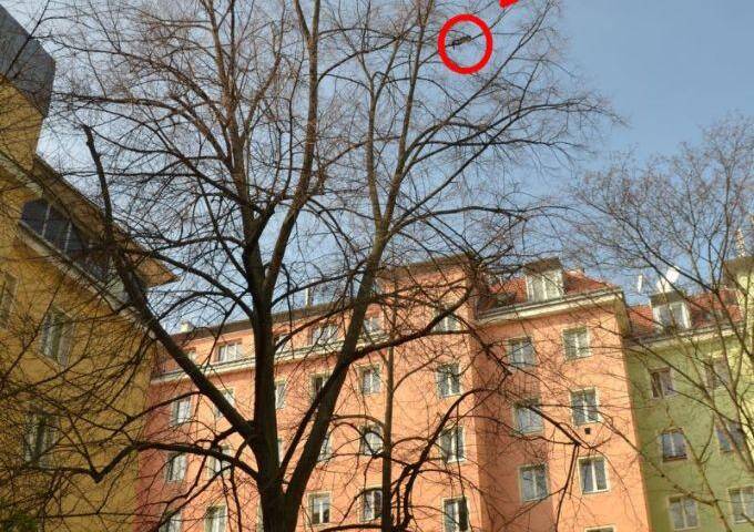 BF Wien: Aufwändige Katzenrettung aus 28 Meter Höhe