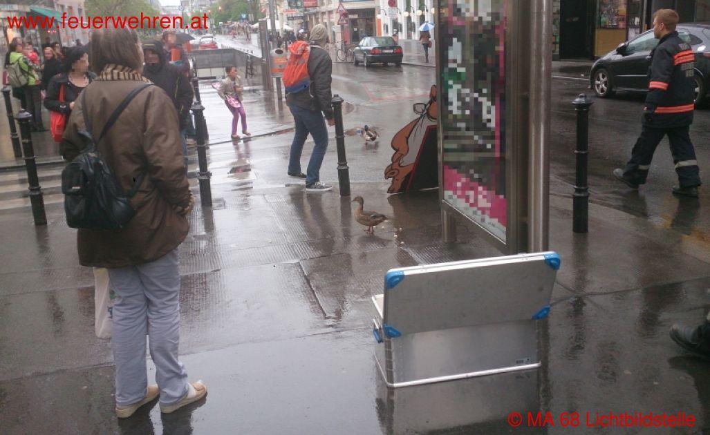 BF Wien: Entenspaziergang in der Innenstadt