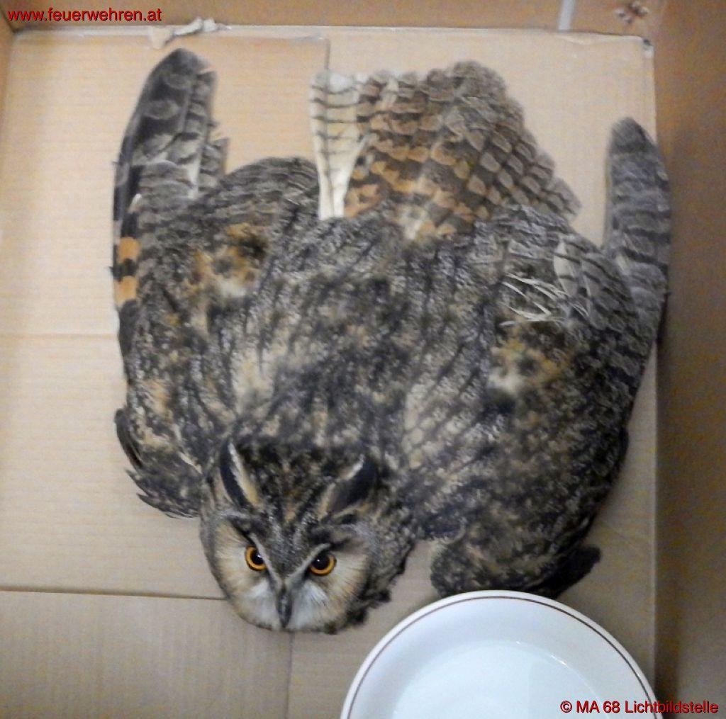 BF Wien: Kauz wird aus misslicher Lage befreit