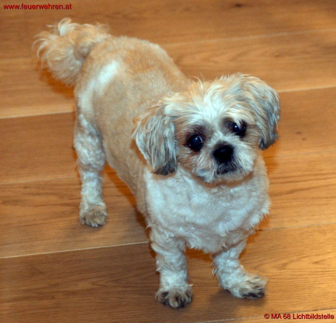 BF Wien: Hund aus Lichtschacht gerettet