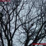 MA 68 Lichtbildstelle