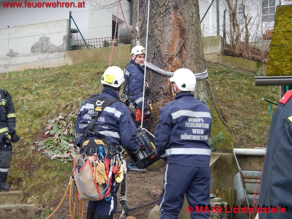 BF Wien: Verstiegene Katze