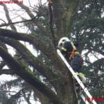 FF Weistrach: Katze von Baum gerettet