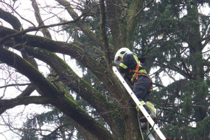 FF Weistrach: Katze von Baum gerettet