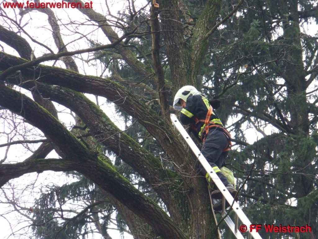FF Weistrach: Katze von Baum gerettet