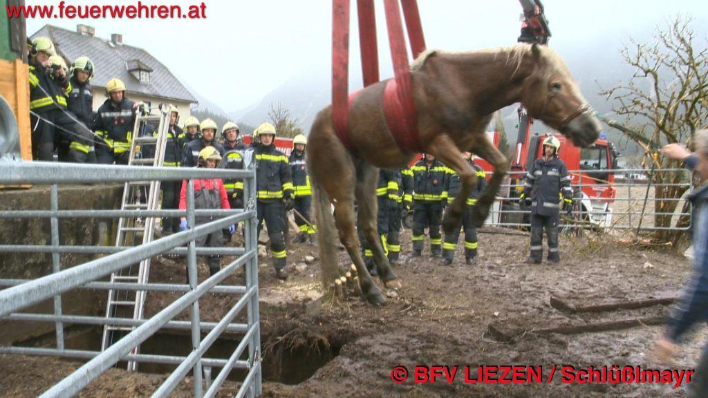 BFV Liezen (Gröbming): Feuerwehr rettet Pferd aus Jauchengrube