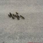 MA 68 Lichtbildstelle